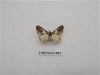 藏品(尺蛾130)的圖片